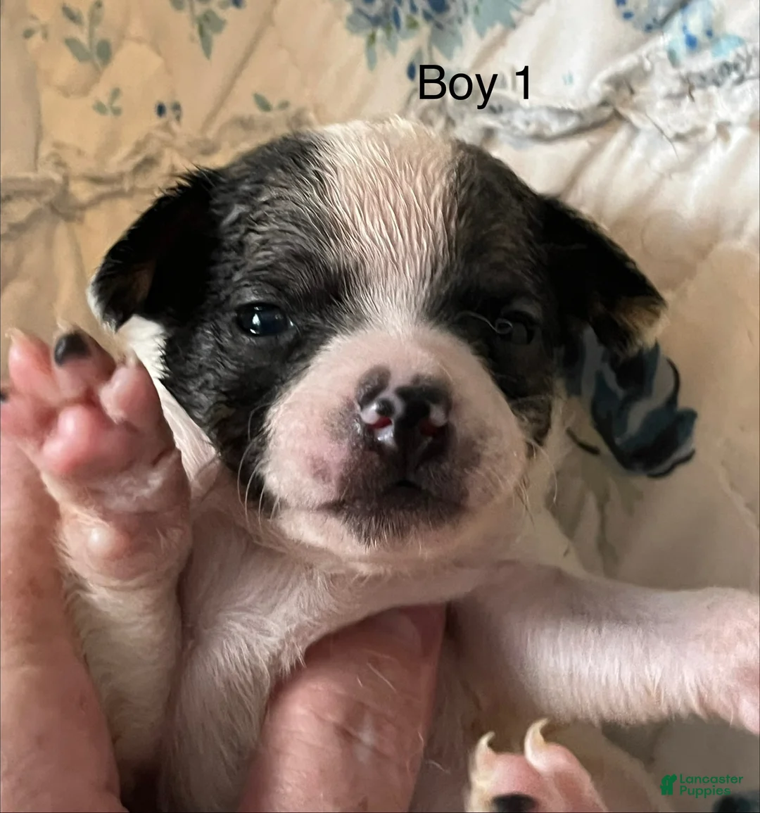 Chiweenie dogs for sale: Chiweenie 1 - Ad 1