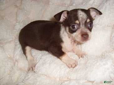 Chihuahua dogs Chihuahua 6 - Ad 2