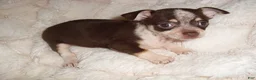 Chihuahua dogs for sale: Chihuahua 6 - Ad 2