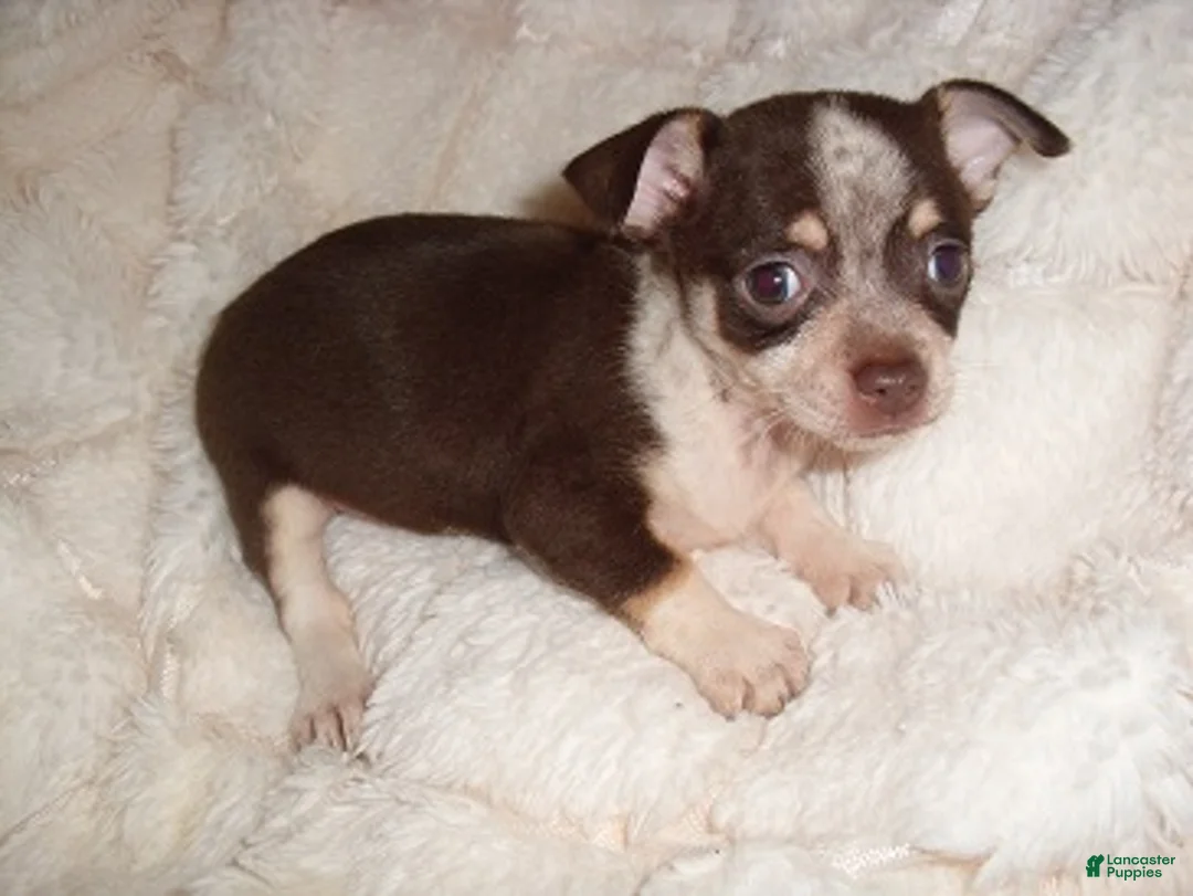 Chihuahua dogs for sale: Chihuahua 6 - Ad 2