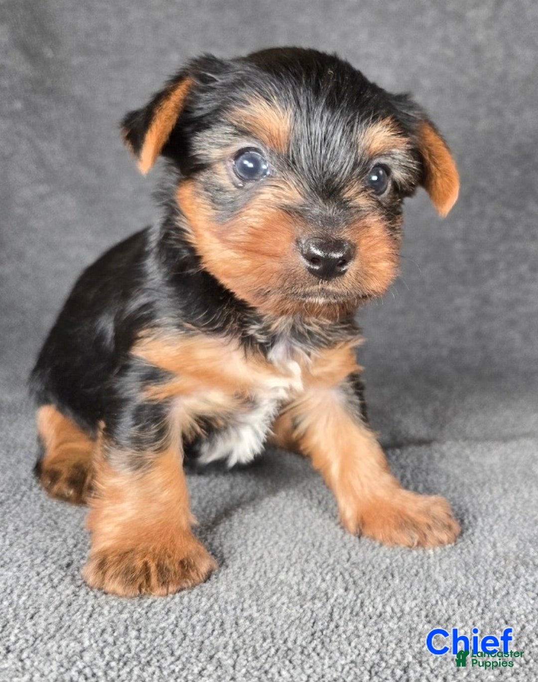 Yorkshire Terrier dogs for sale: Chief - Ad 5