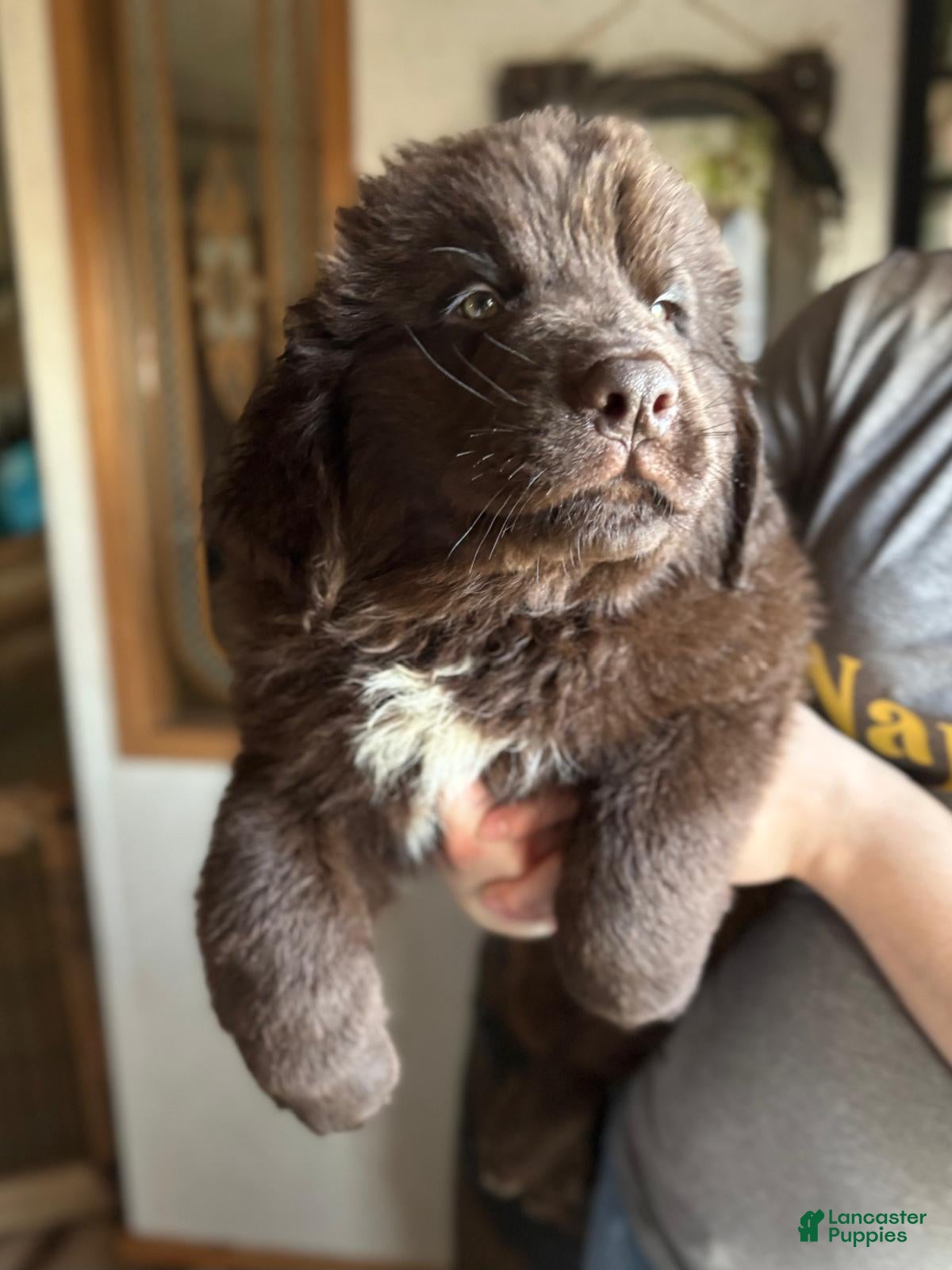 Newfoundland dogs Pink collar - Ad 2