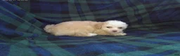 Maltipoo dogs for sale: Summer---Maltipoo female, in home raised, non-shedding - Ad 4