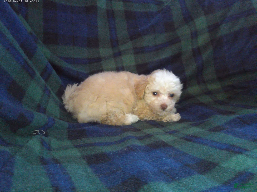 Maltipoo dogs for sale: Summer---Maltipoo female, in home raised, non-shedding - Ad 4