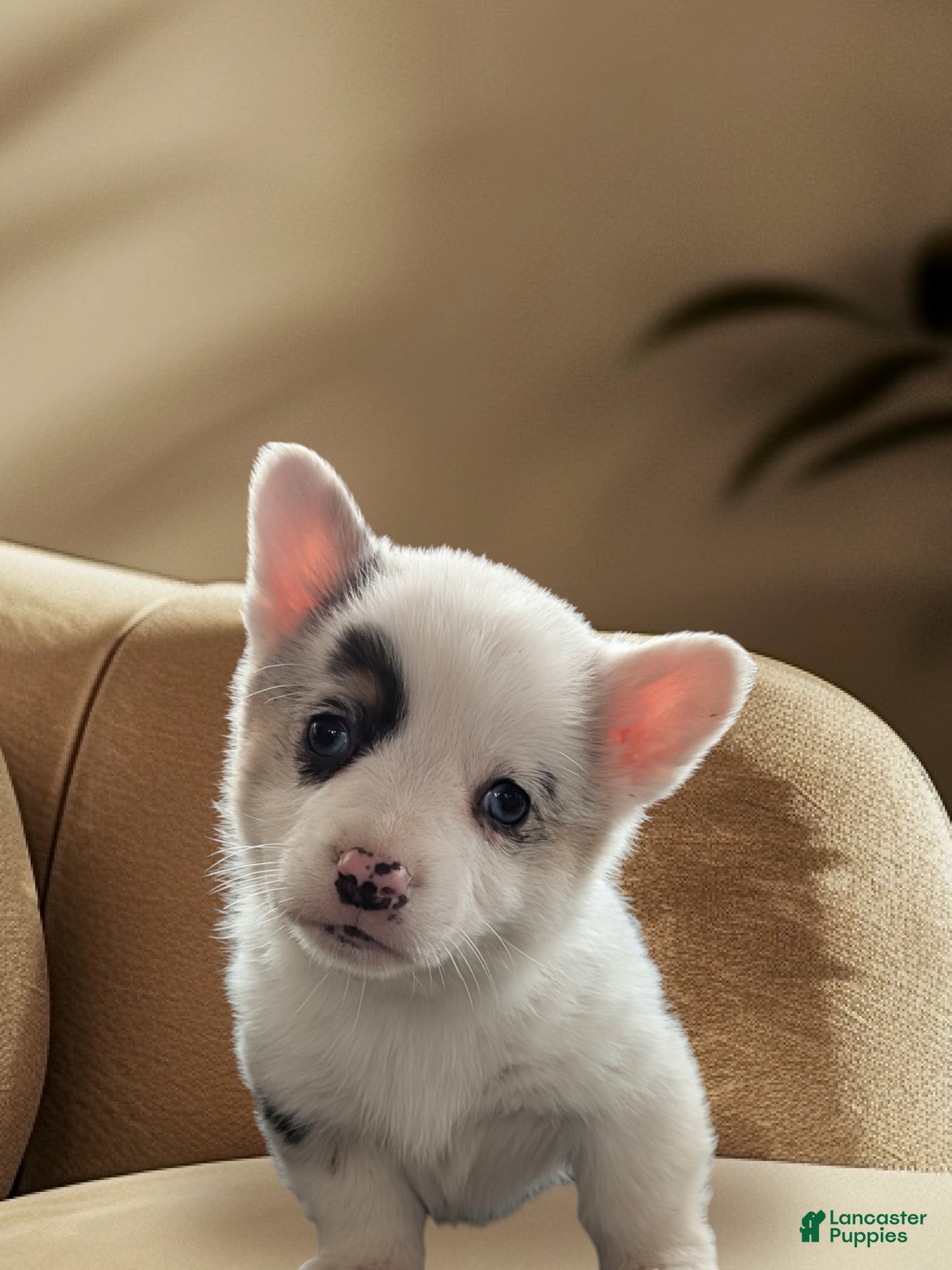 American Corgi dogs Josie - Ad 2