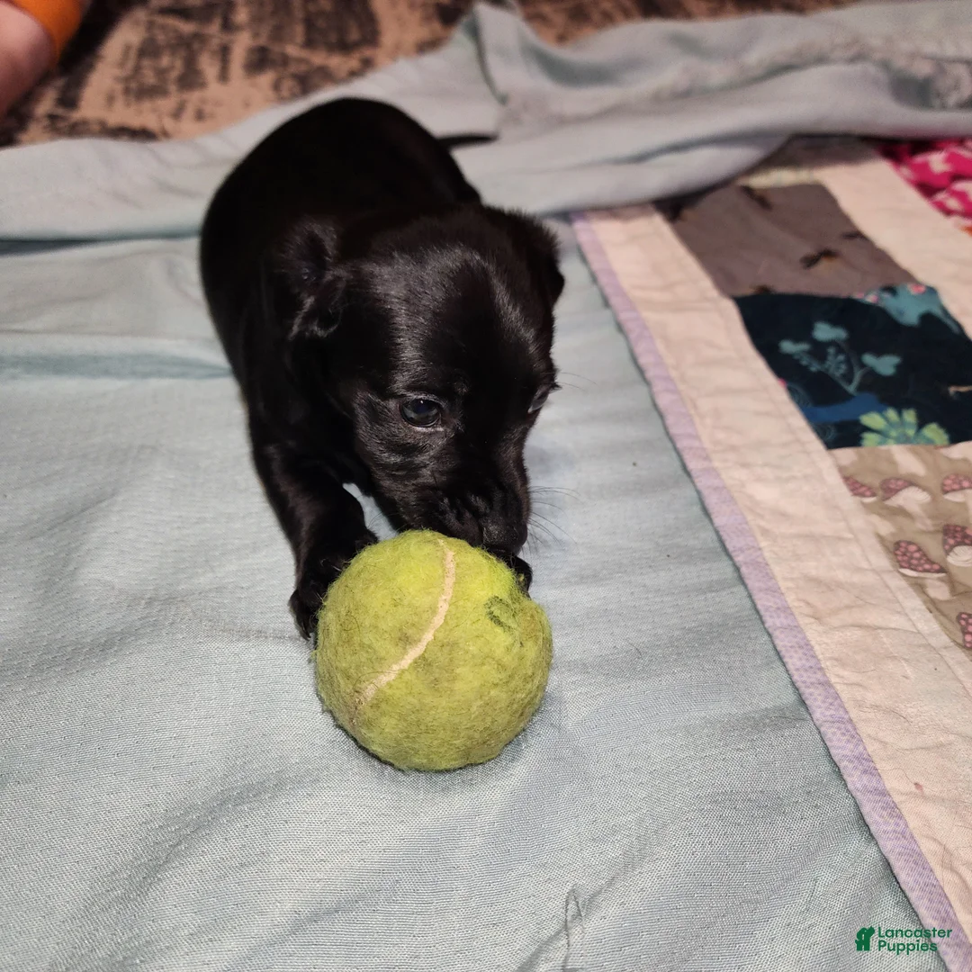 Dachshund dogs for sale: Sydney - Ad 3