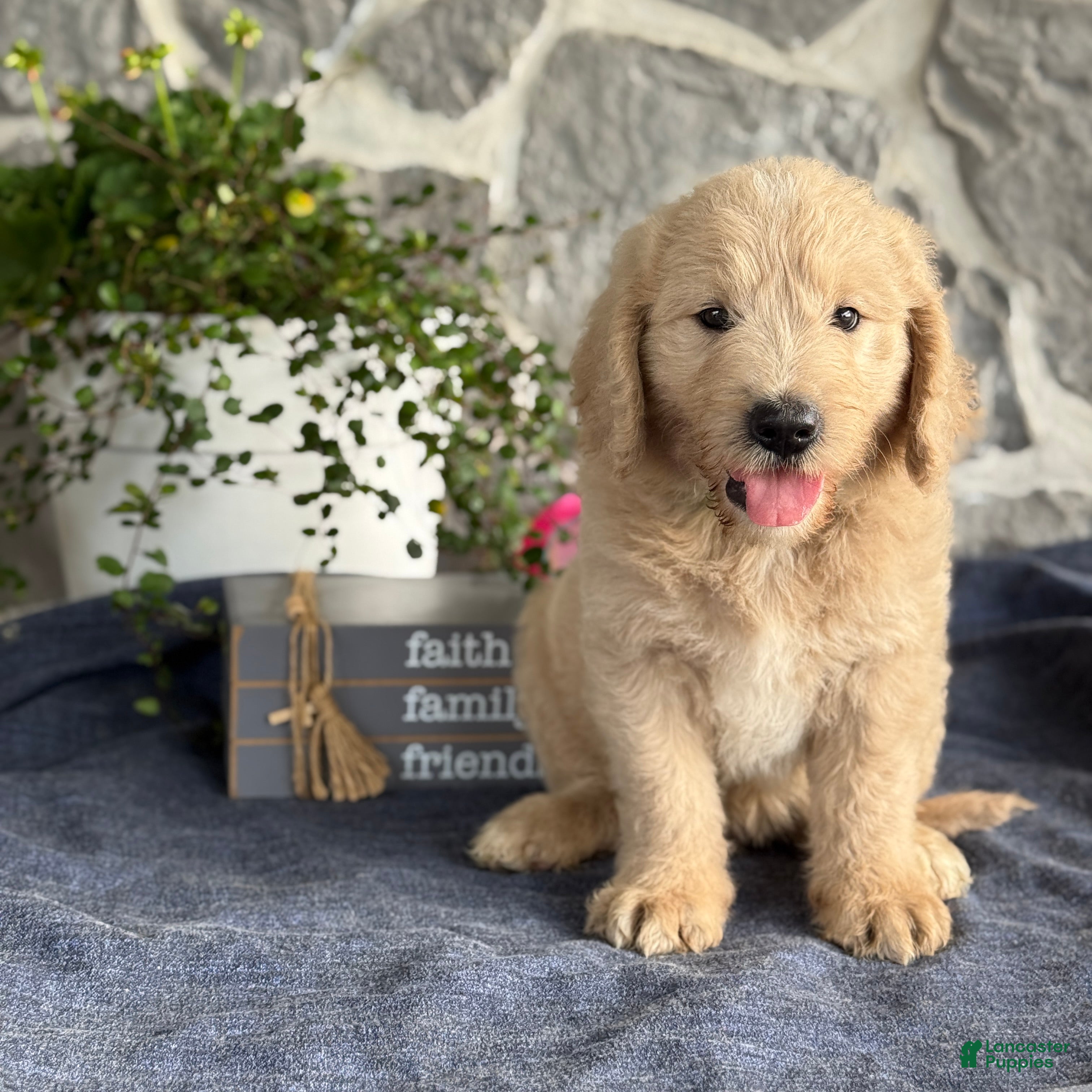 Goldendoodle dogs for sale: Nash - Ad 2