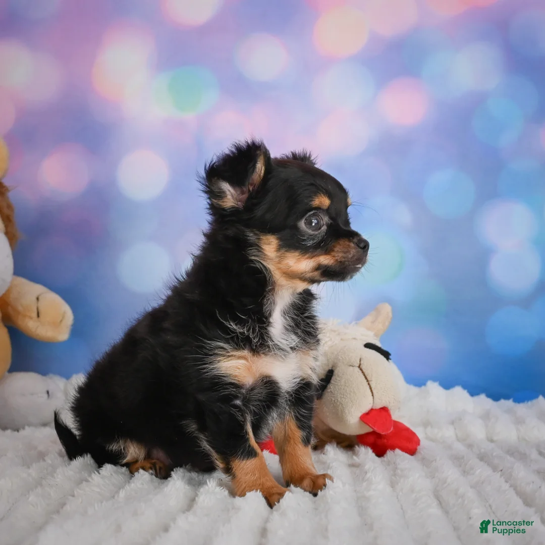 Chihuahua dogs for sale: Elvis - Ad 2