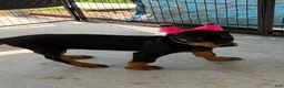 Doberman Pinscher dogs for sale: Black female yellow collar  - Ad 3