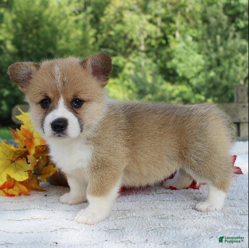 Welsh Corgi Pembroke dogs Sienna - Ad 1