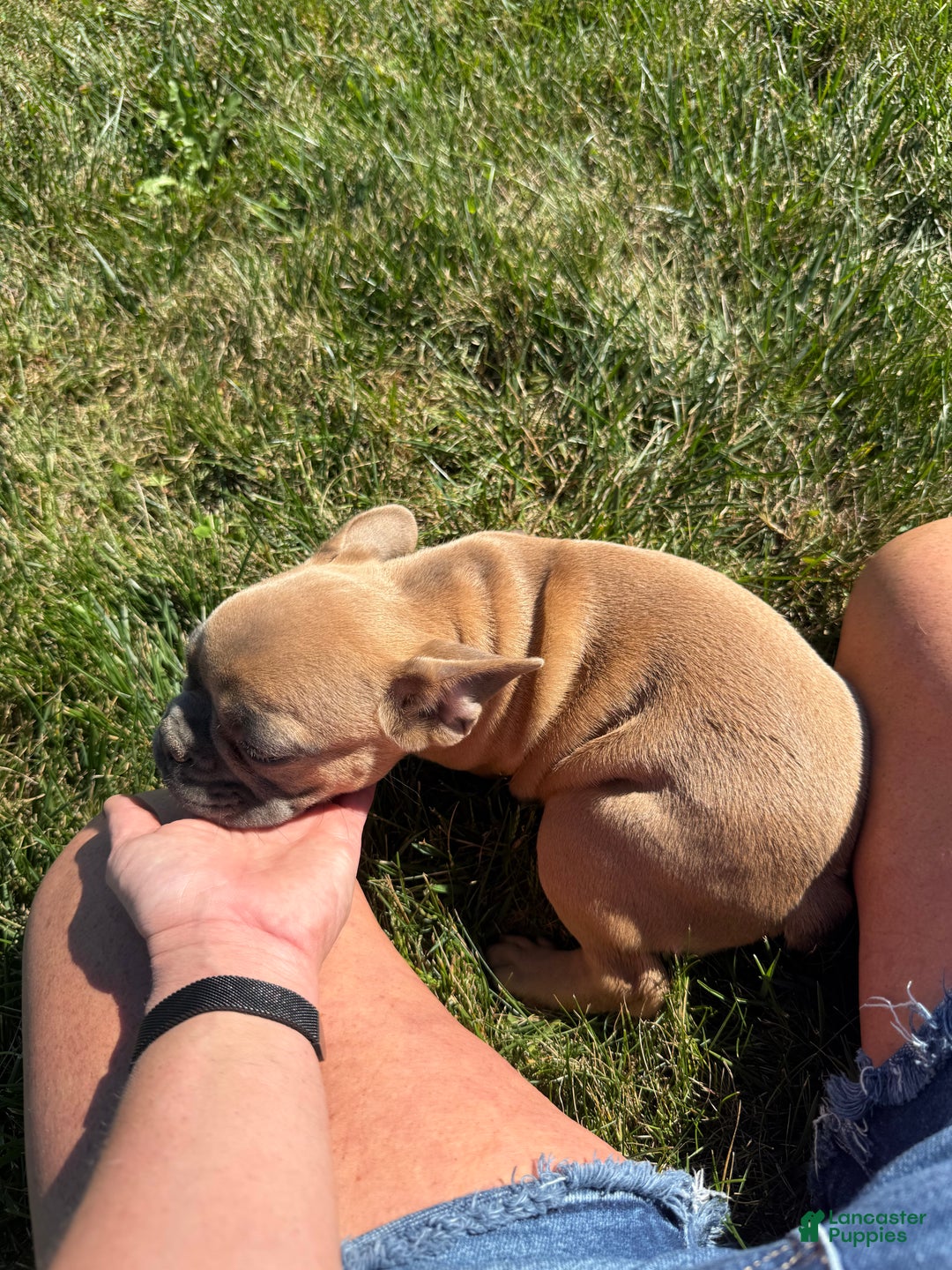 French Bulldog dogs for sale: Susan - Ad 8