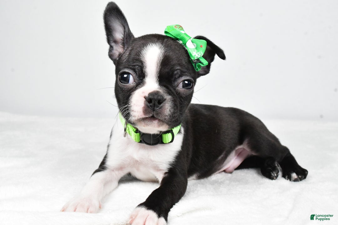 Boston Terrier dogs for sale: Gus - Ad 3