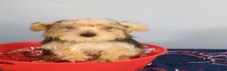 Yorkshire Terrier dogs for sale: Yorkshire Terrier 1 - Ad 10