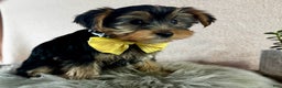 Yorkshire Terrier dogs for sale: Lance - Ad 6