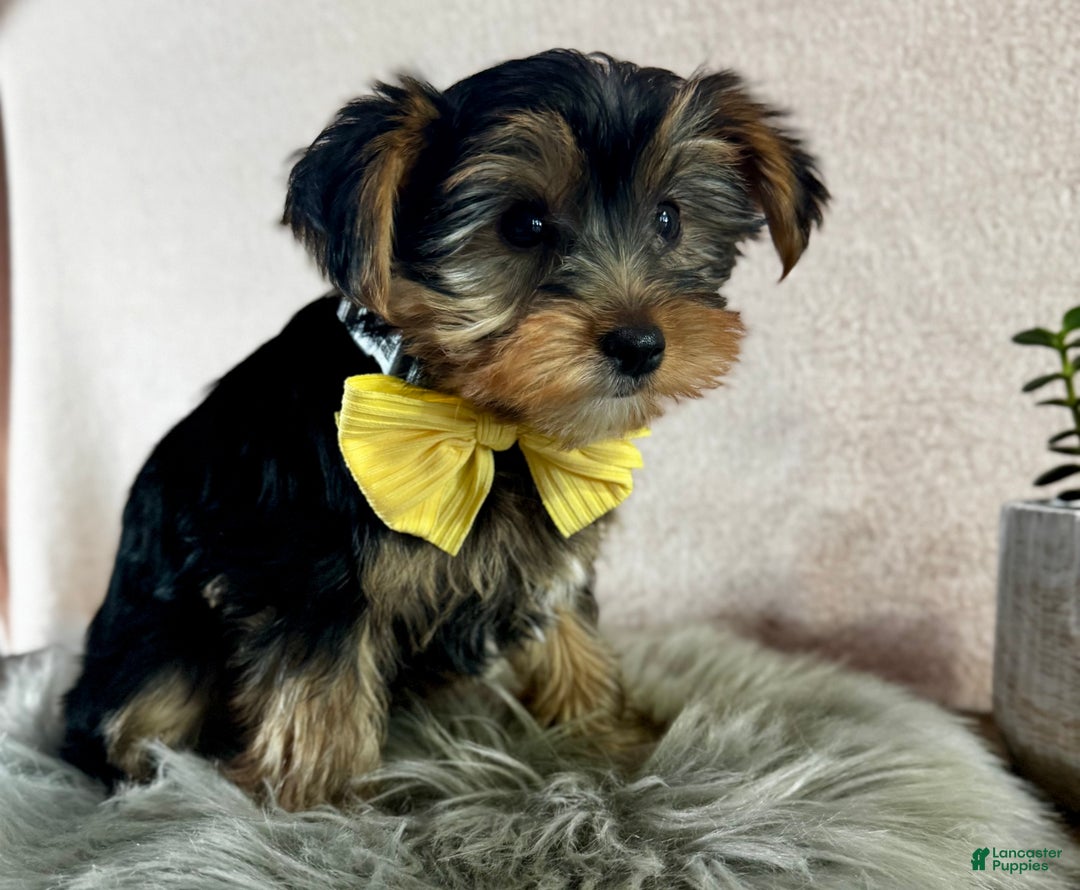 Yorkshire Terrier dogs for sale: Lance - Ad 6