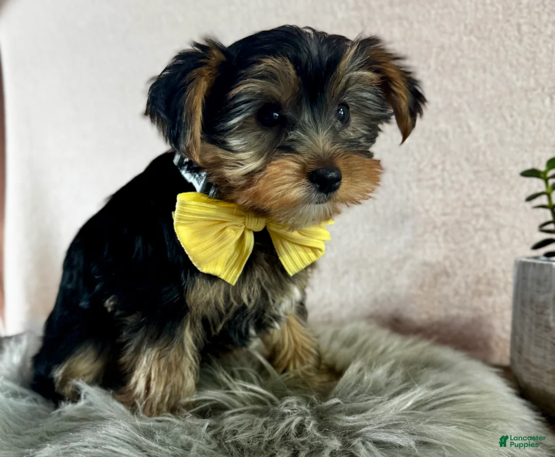 Yorkshire Terrier dogs for sale: Lance - Ad 6