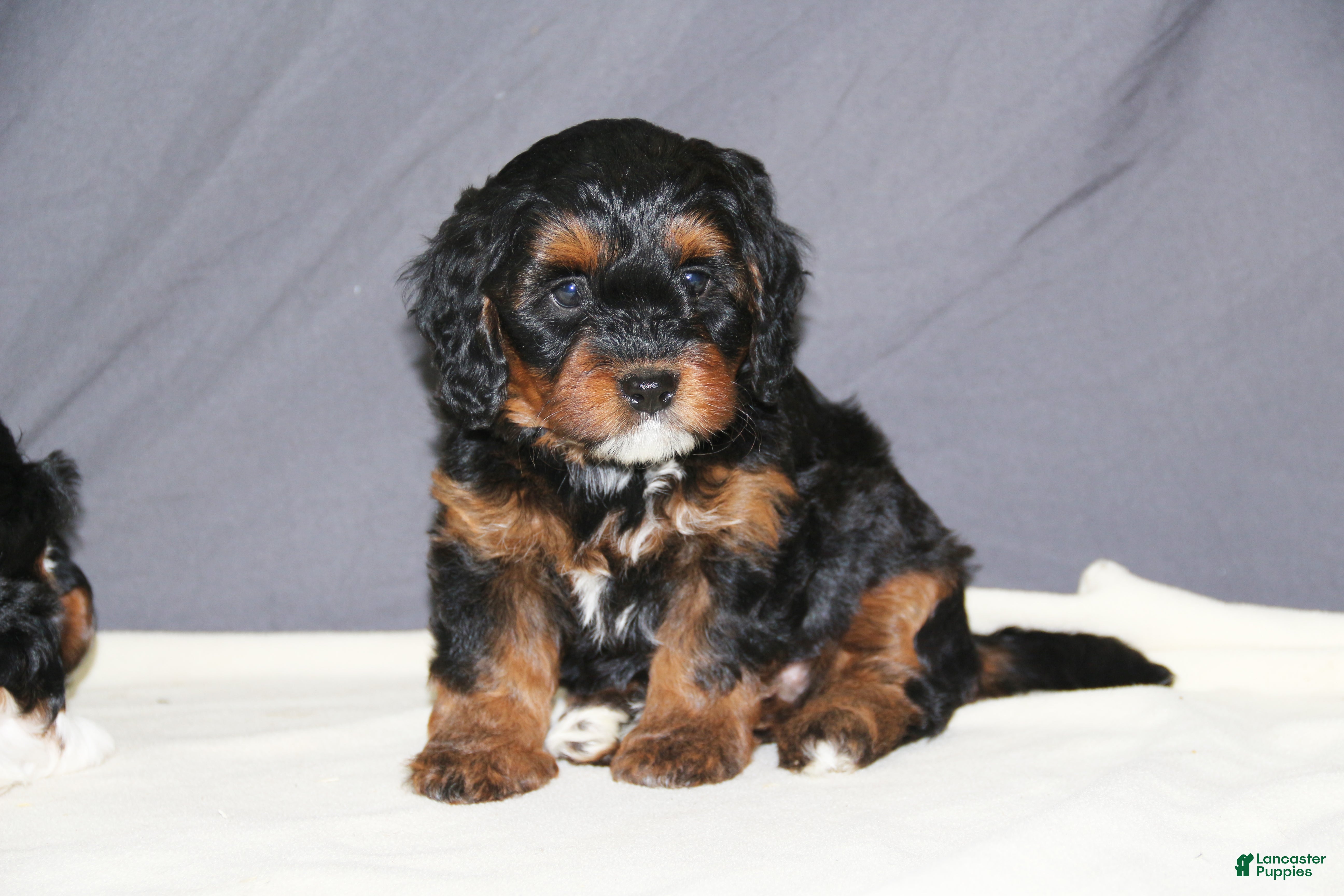 Mini Bernedoodle dogs Molly - Ad 15