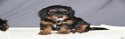 Mini Bernedoodle dogs for sale: Molly - Ad 1
