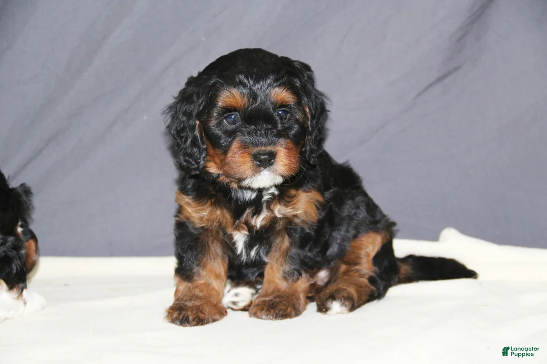 Mini Bernedoodle dogs for sale: Molly - Ad 1