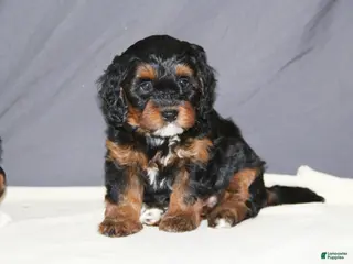 Mini Bernedoodle dogs Molly - Ad 15