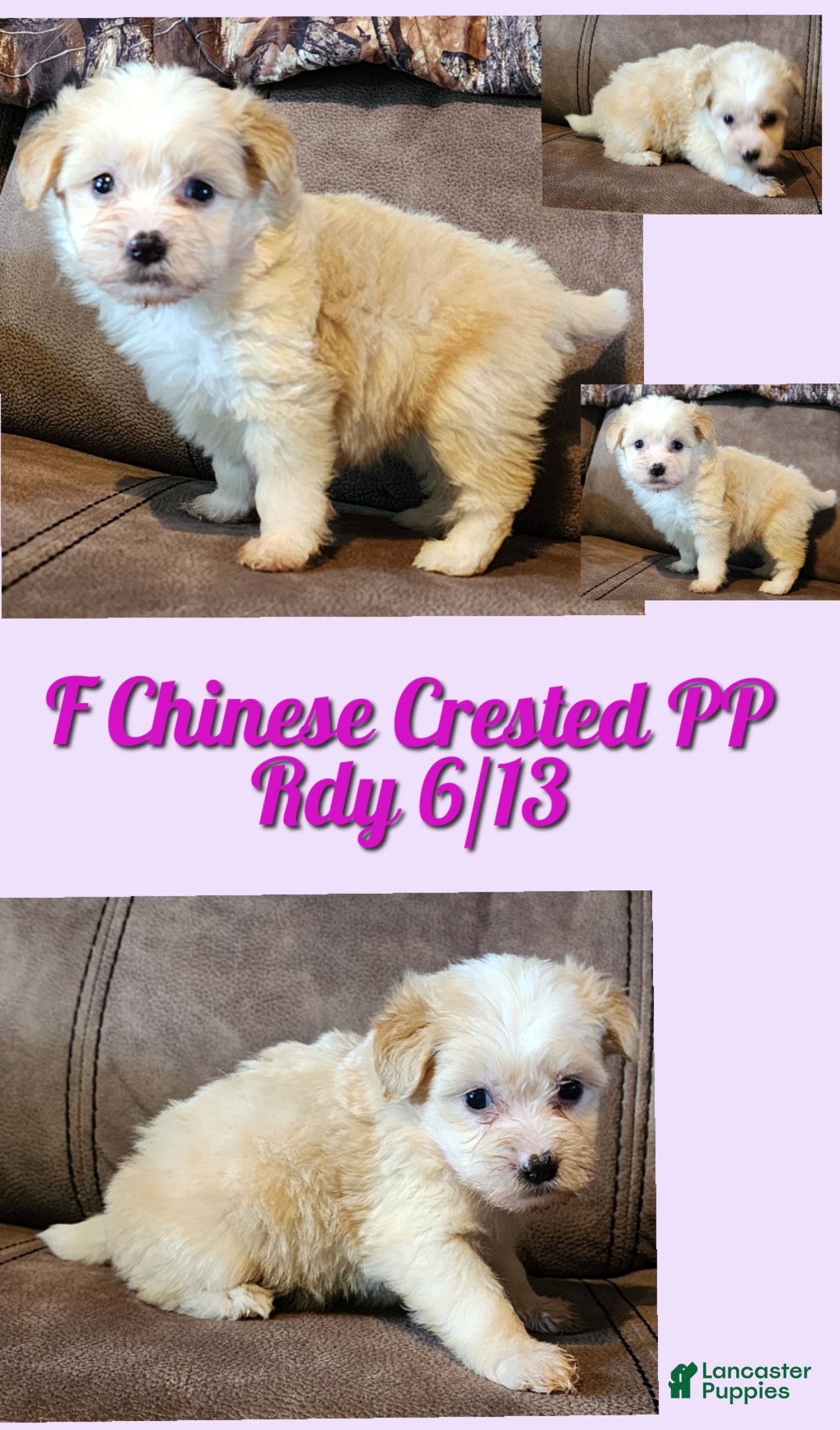 Chinese Crested dogs Swetty - Ad 1