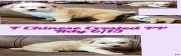 Chinese Crested dogs for sale: Swetty - Ad 1