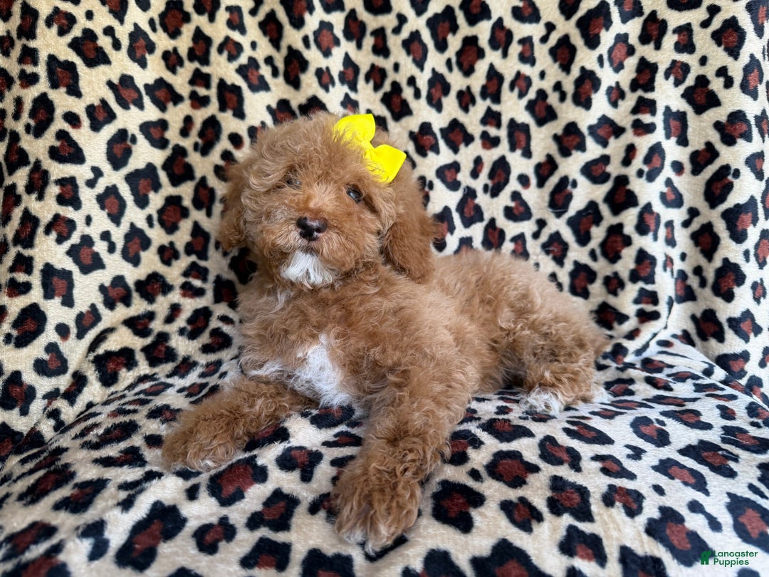 Cockapoo dogs for sale: Maya - Ad 3