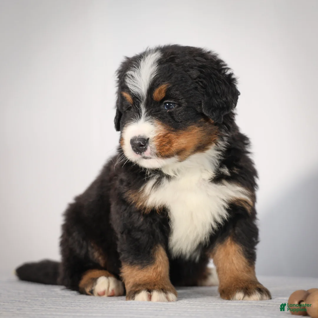 Bernese Mountain Dog dogs for sale: Rhett - Ad 1