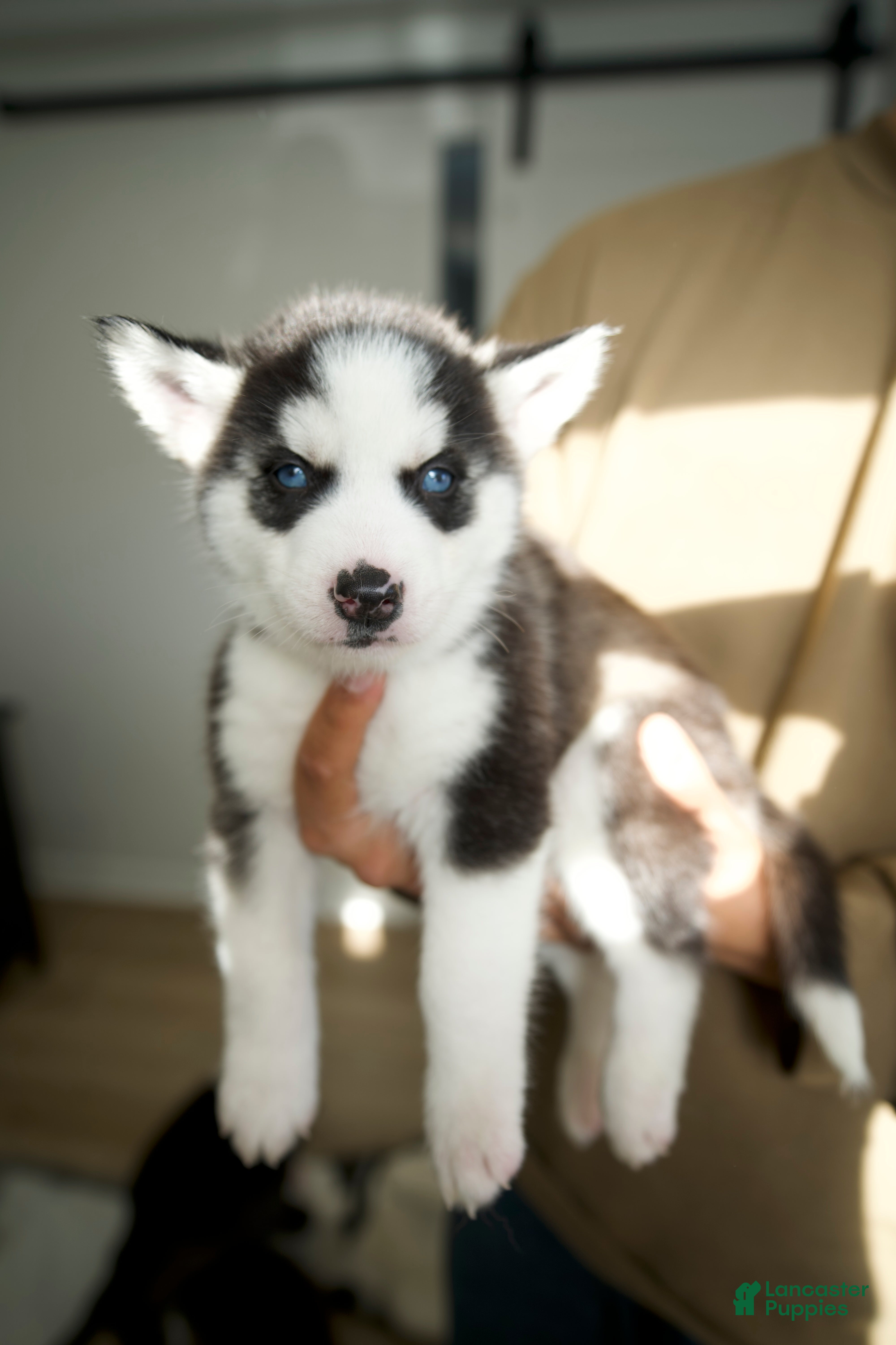 Mixed Breed dogs ZUKE - Ad 34