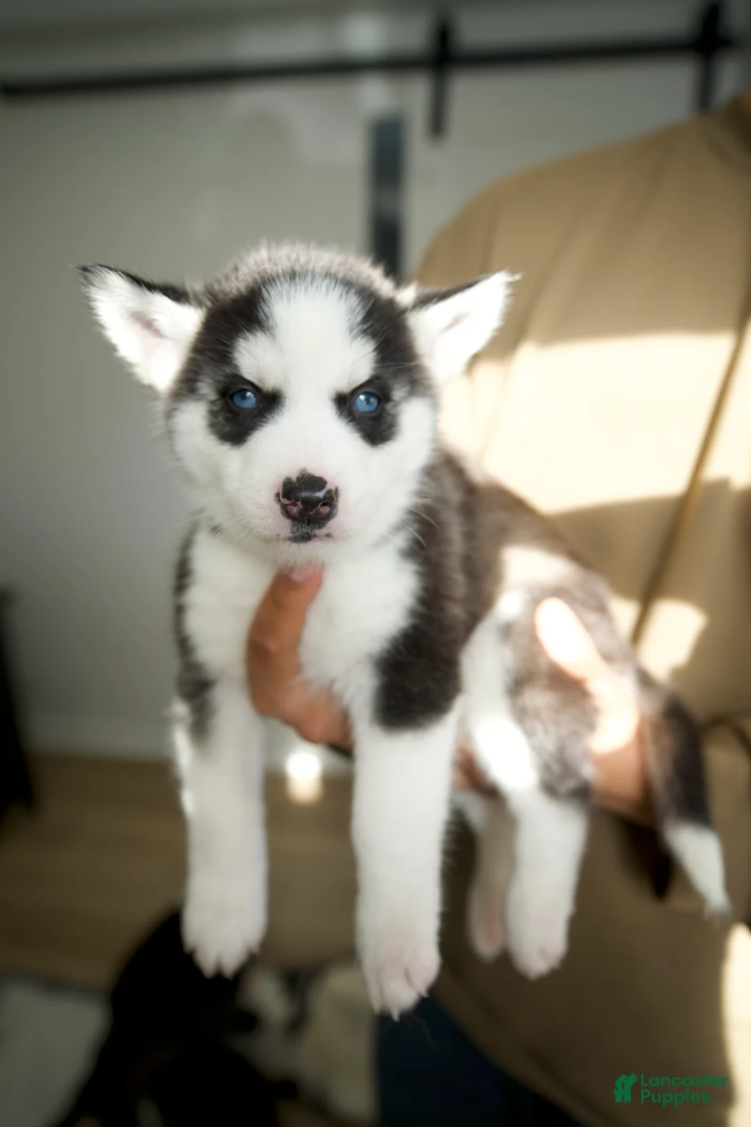 Mixed Breed dogs for sale: ZUKE - Ad 1