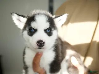 Mixed Breed dogs ZUKE - Ad 34