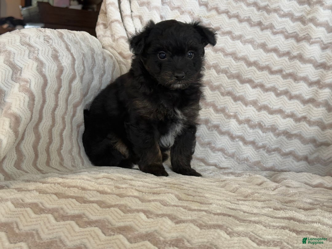 Pomapoo dogs for sale: Lonnie - Ad 9