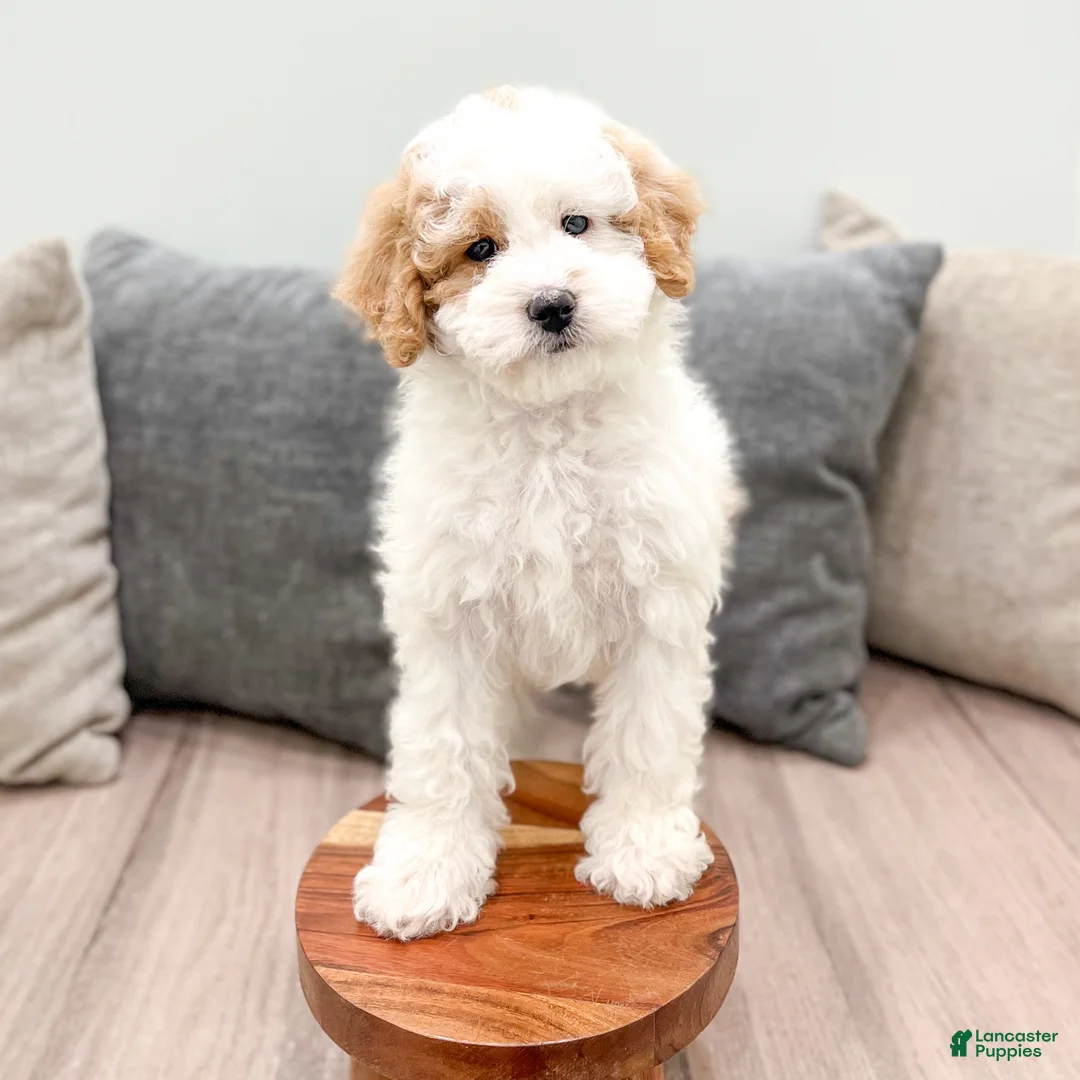 Mixed Breed dogs for sale: Twinkle - Ad 2