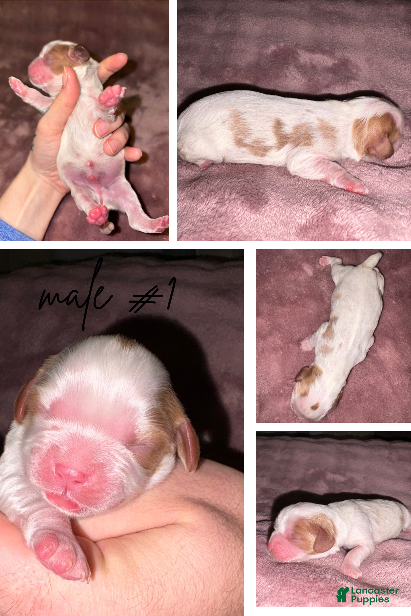 Cavalier King Charles Spaniel dogs Cavalier King Charles Spaniel Puppy 1 - Ad 34