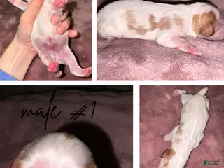 Cavalier King Charles Spaniel dogs Cavalier King Charles Spaniel Puppy 1 - Ad 34