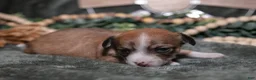 Chihuahua dogs for sale: Nacho - Ad 3