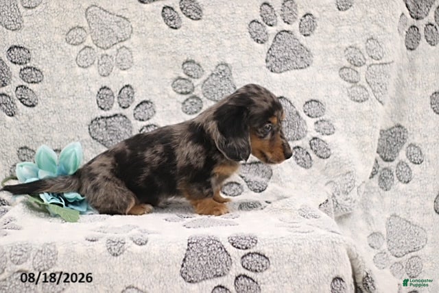 Miniature Dachshund dogs Gordon - Ad 2
