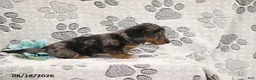Miniature Dachshund dogs for sale: Gordon - Ad 2