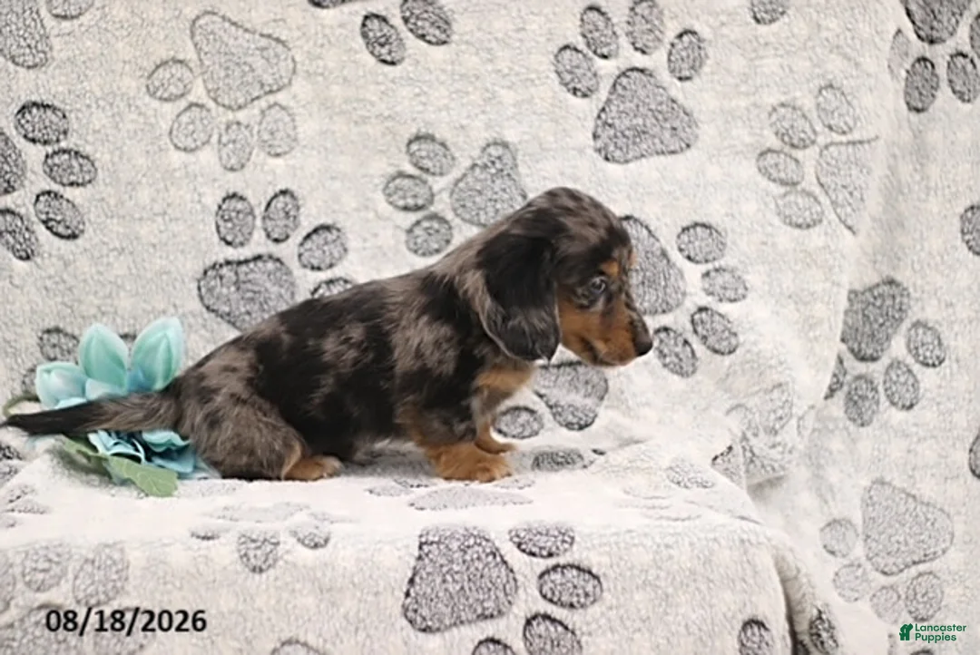 Miniature Dachshund dogs for sale: Gordon - Ad 2