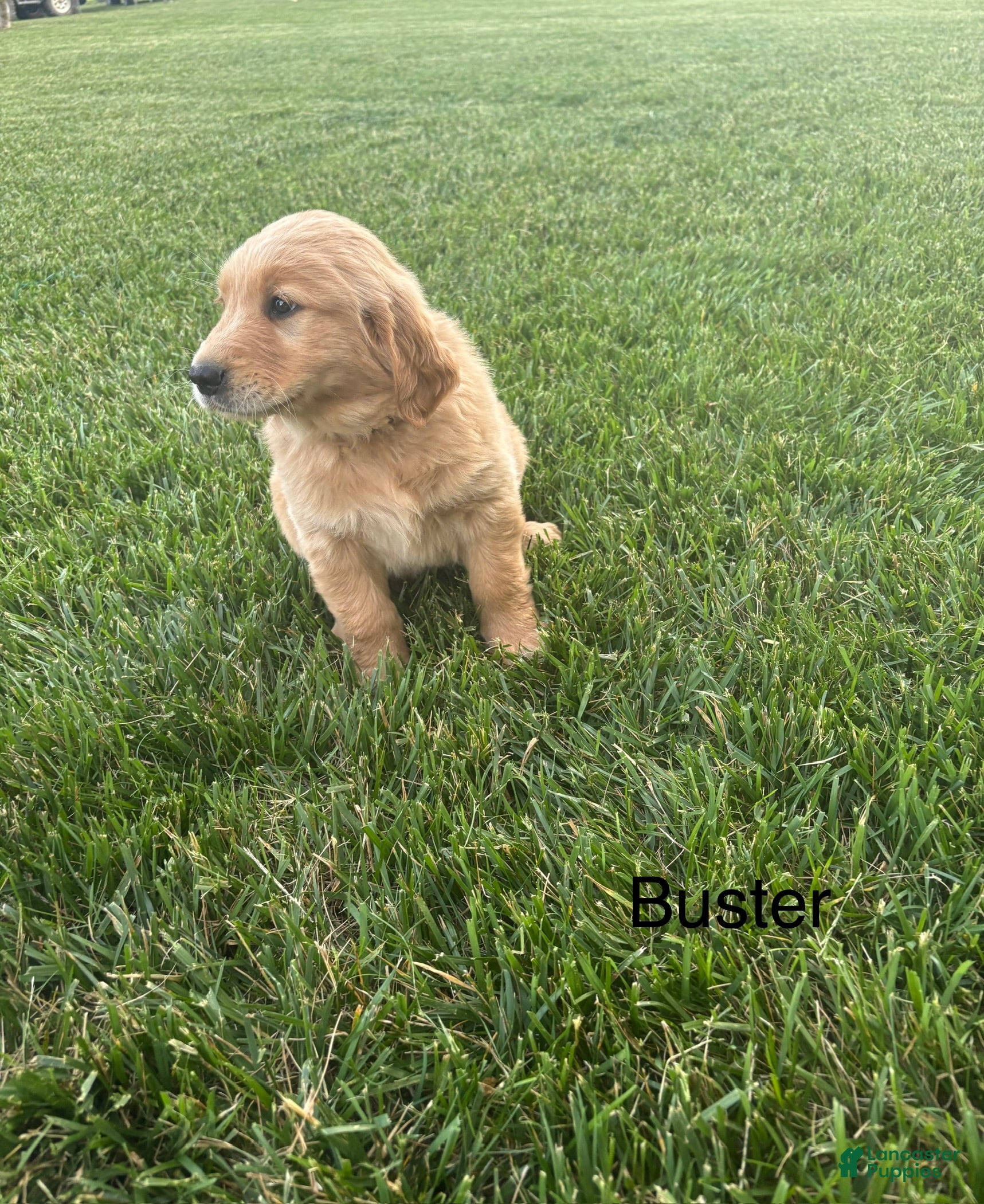 Golden Retriever dogs for sale: Buster - Ad 5