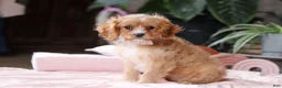 Cavapoo dogs for sale: Rita - Ad 5