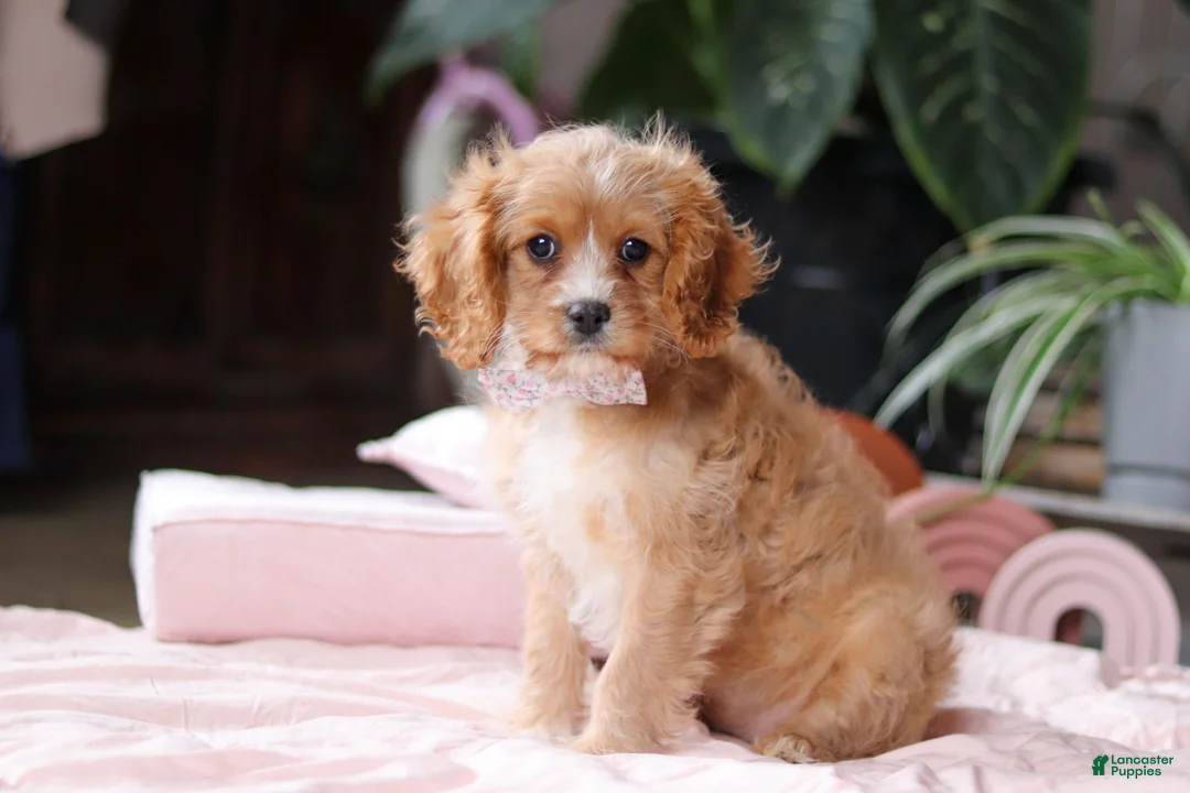 Cavapoo dogs for sale: Rita - Ad 5