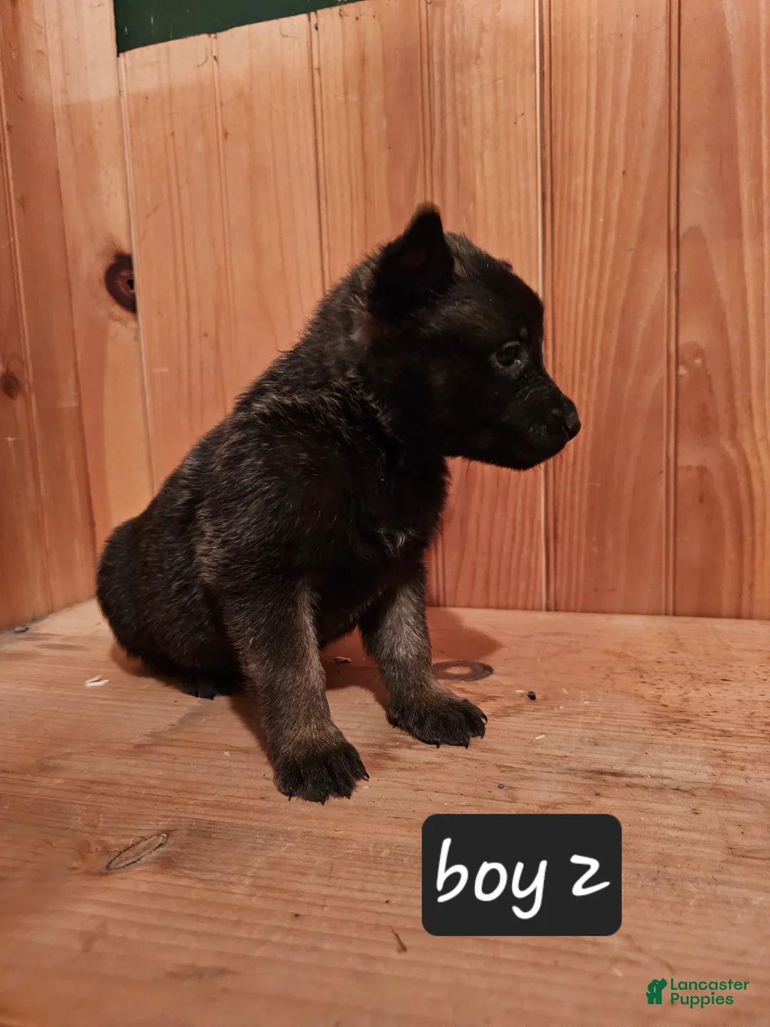 Belgian Malinois dogs for sale: Belgian Malinois Puppy 2 - Ad 3