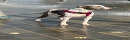 American Pit Bull Terrier dogs for sale: American Pit Bull Terrier 4 - Ad 4