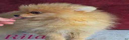 Pomeranian dogs for sale: ✨ The Little Shadow You've Been Waiting For ✨ - Ad 3
