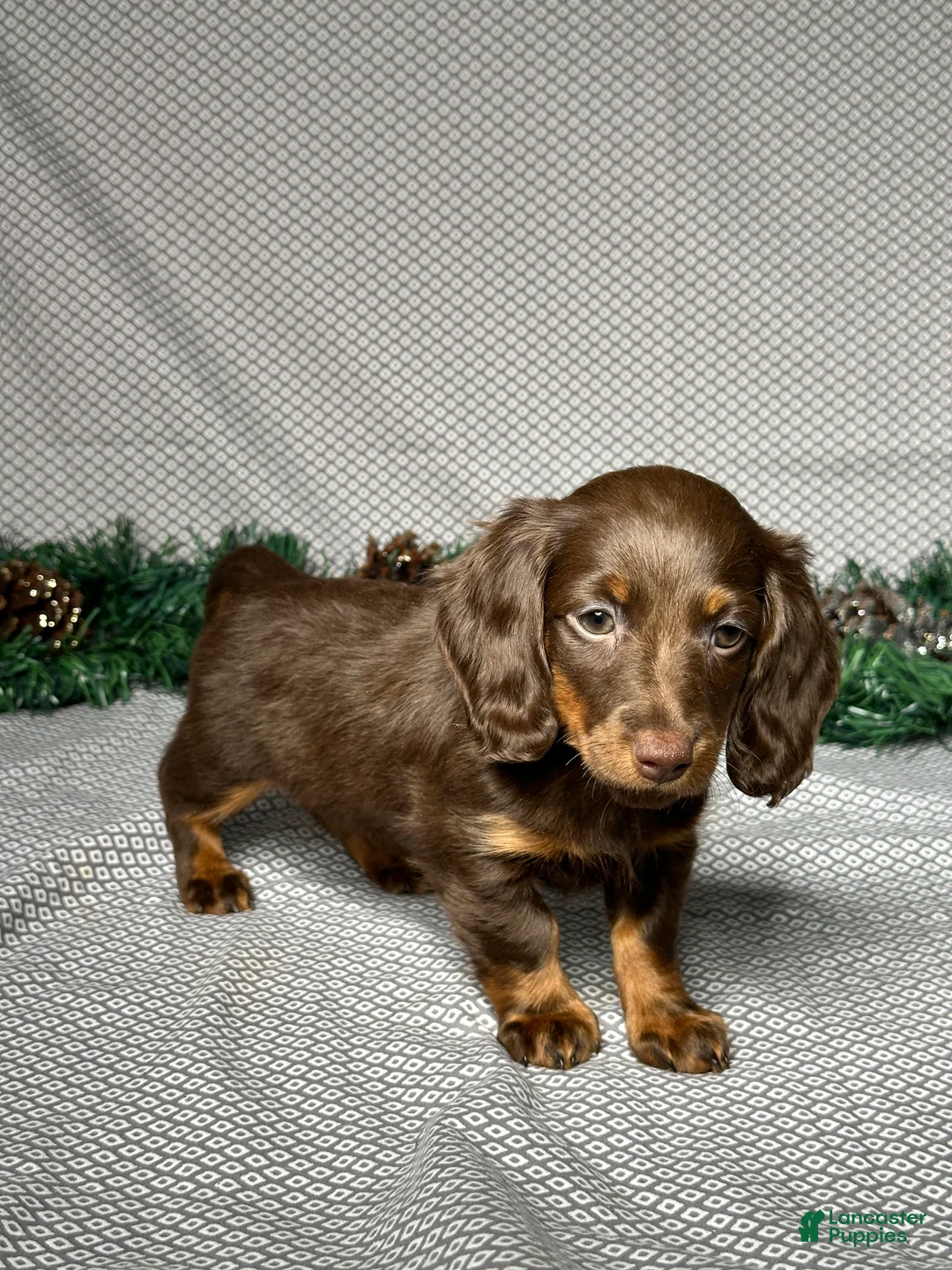 Miniature Dachshund dogs for sale: Alice - Ad 3