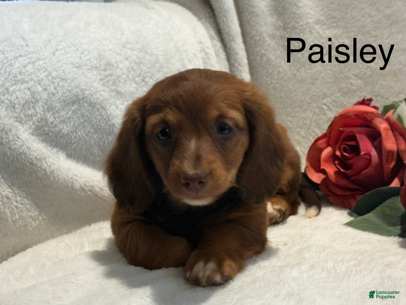 Miniature Dachshund dogs Paisley  - Ad 1