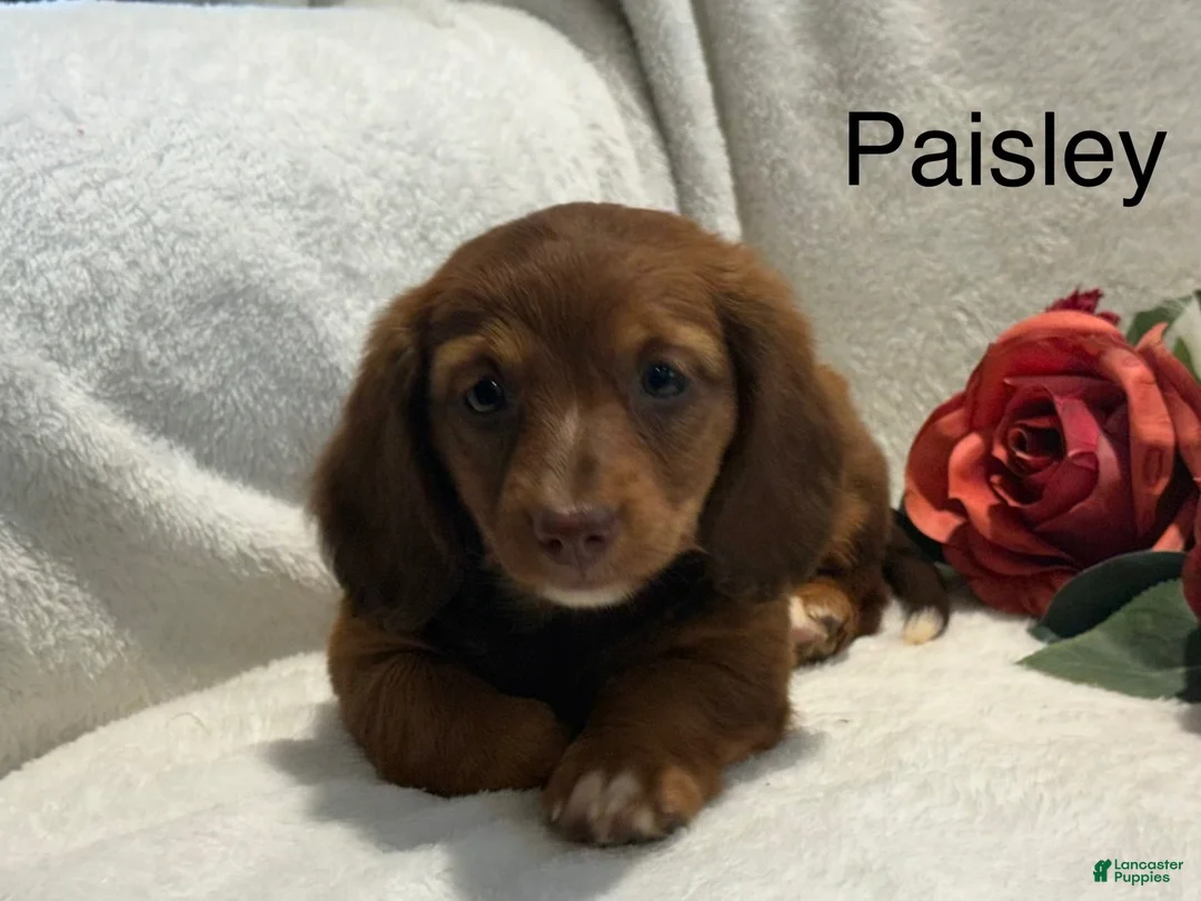 Miniature Dachshund dogs for sale: Paisley  - Ad 1