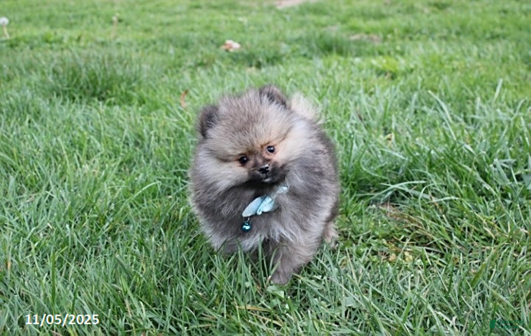 Pomeranian dogs for sale: Major - Ad 12