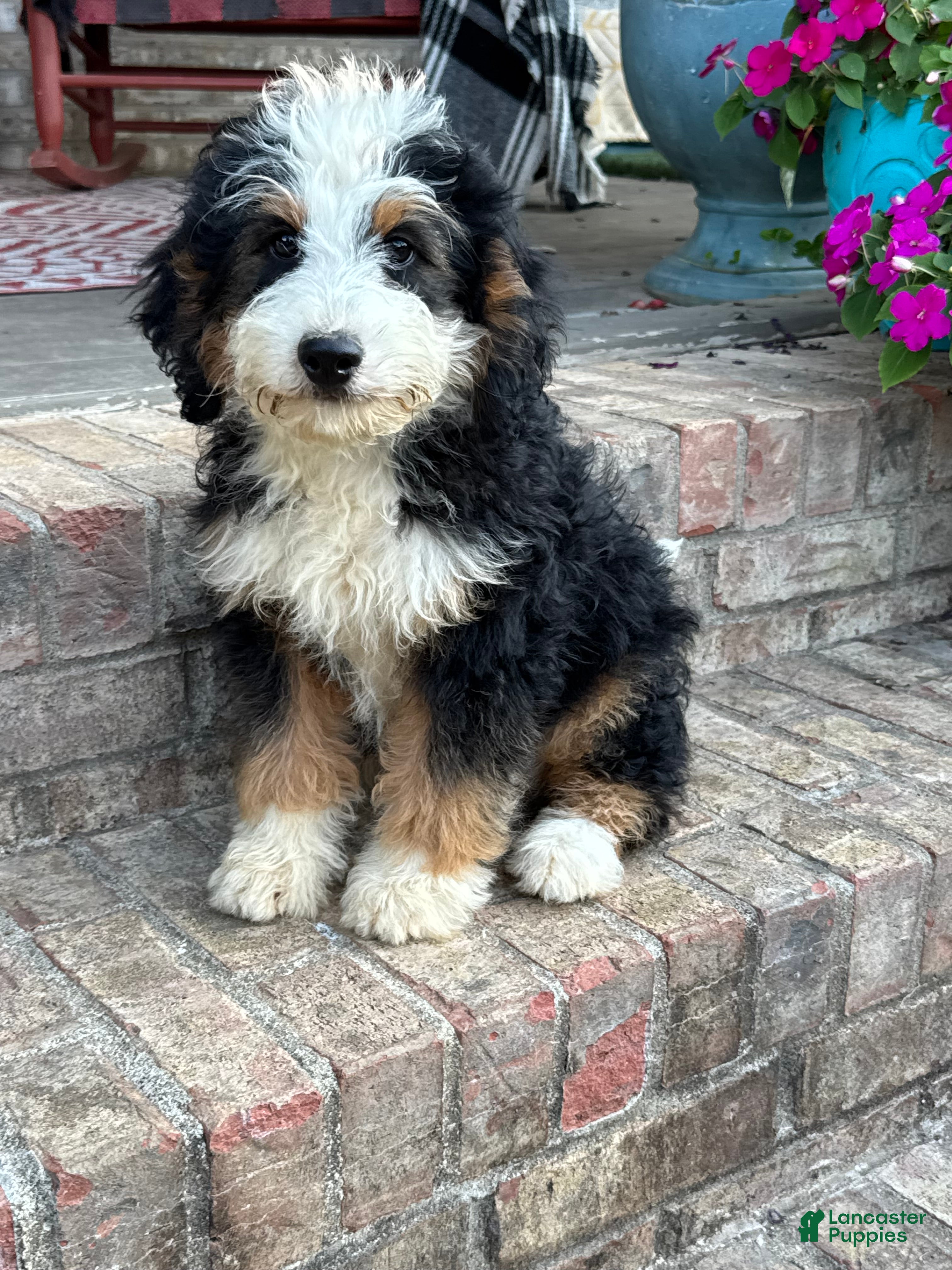 Mini Bernedoodle dogs Biscuit - Ad 7